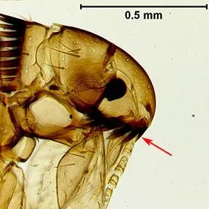 thumbnail for publication: Dog Flea Ctenocephalides canis (Curtis) (Insecta: Siphonaptera: Pulicidae)